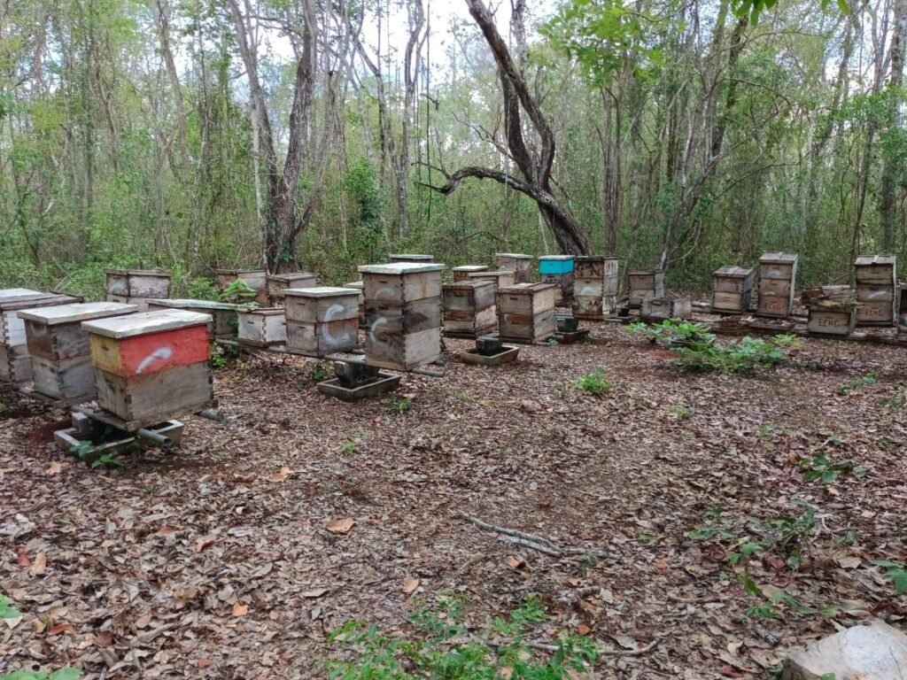 apiarios-93a16ab5